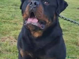 Rottweiler dogs Champion Pedigree Rottweiler Puppies - Advert 3