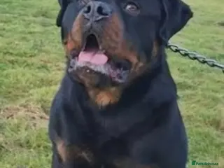 Rottweiler dogs Champion Pedigree Rottweiler Puppies - Advert 6