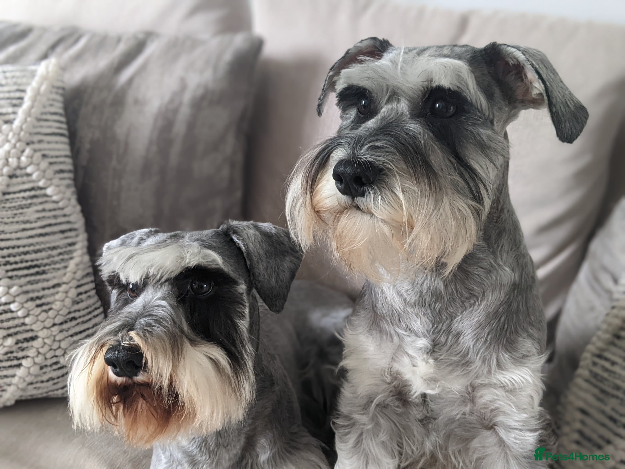 Miniature Schnauzer dogs Miniature schnauzer puppies  - Advert 1