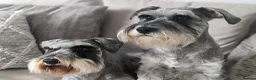 Miniature Schnauzer dogs for sale: Miniature schnauzer puppies  in Cowbridge - Advert 1