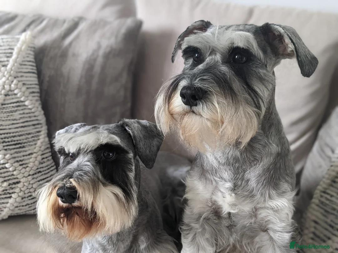 Miniature Schnauzer dogs for sale: Miniature schnauzer puppies  in Cowbridge - Advert 1