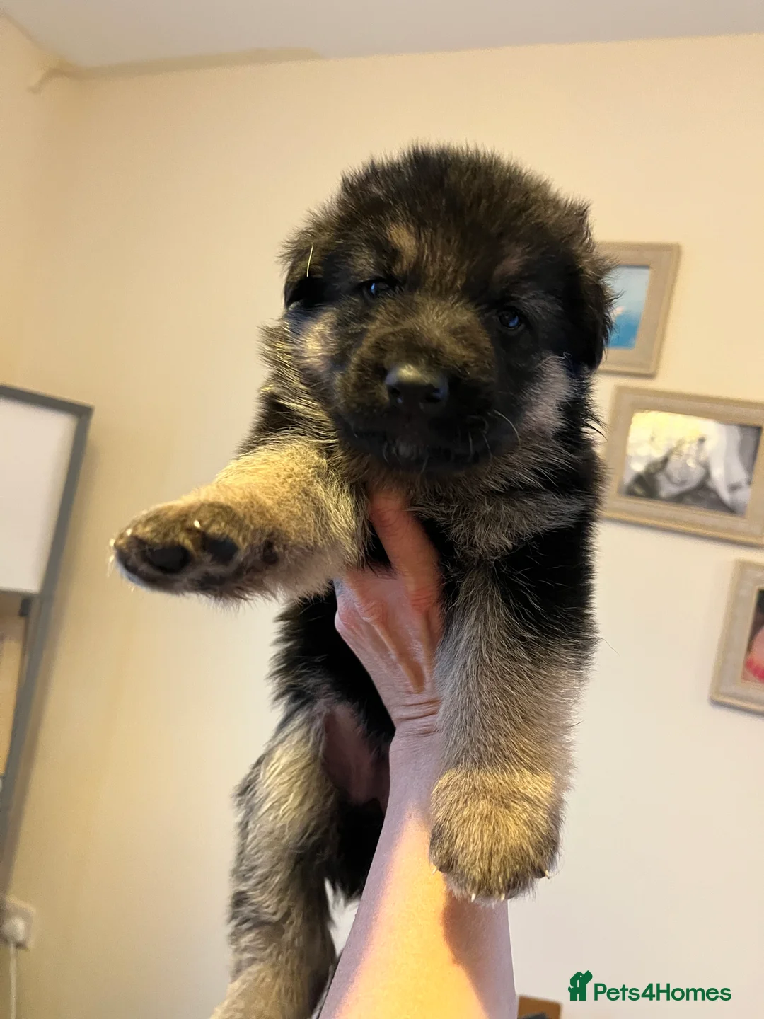 German Shepherd dogs for sale: German shepherd puppies  - Advert 10
