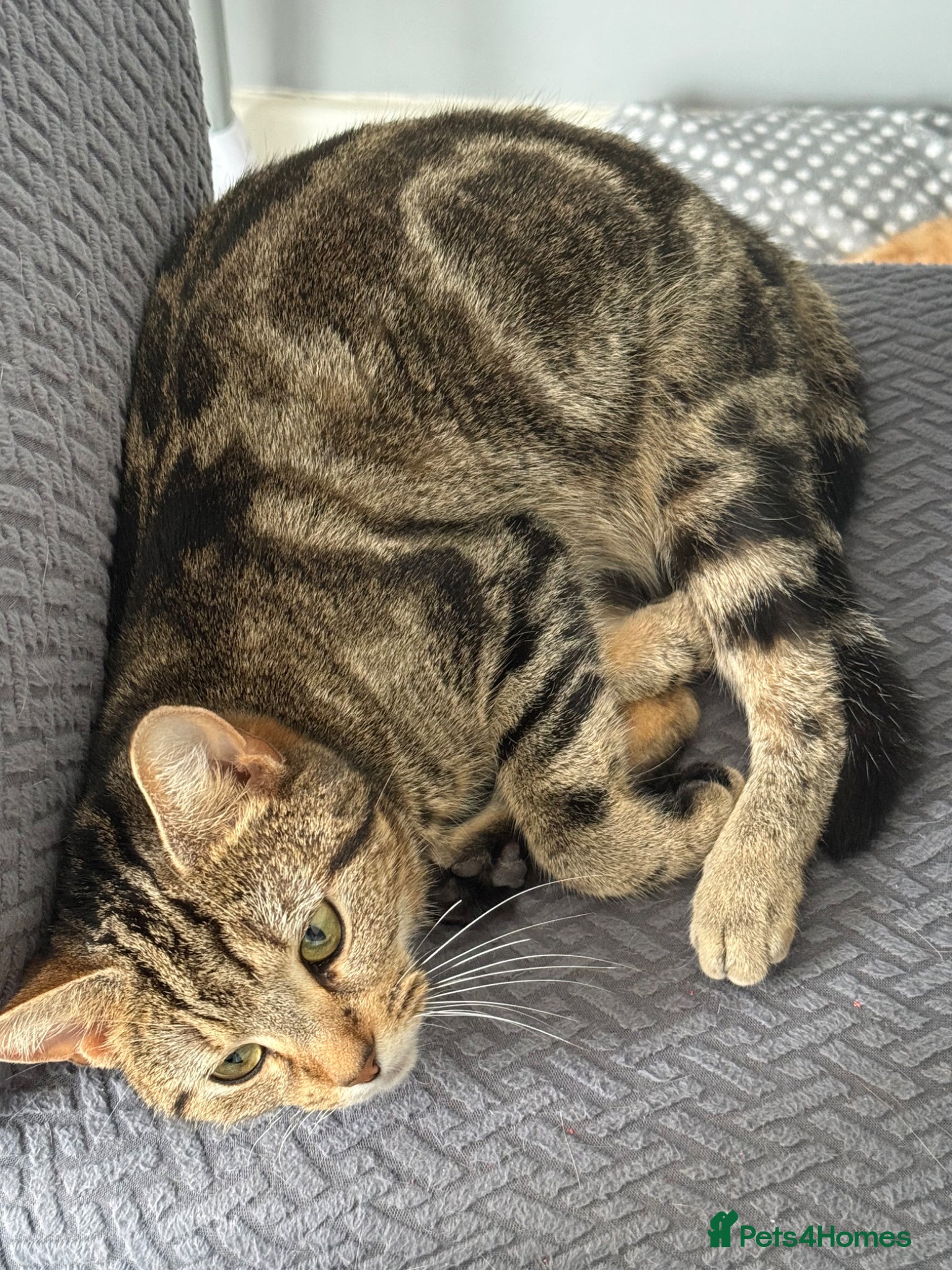 Mixed Breed cats Kittens for sale  - Advert 6