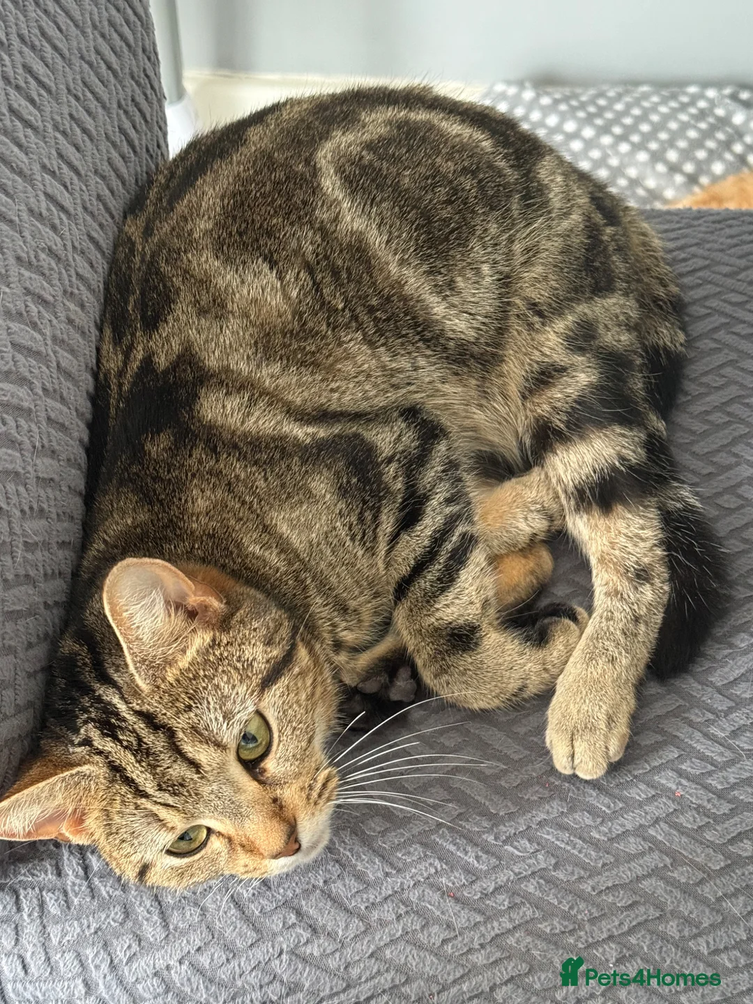 Mixed Breed cats for sale: Kittens for sale  - Advert 1