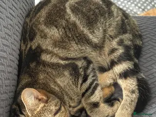 Mixed Breed cats Kittens for sale - Advert 1