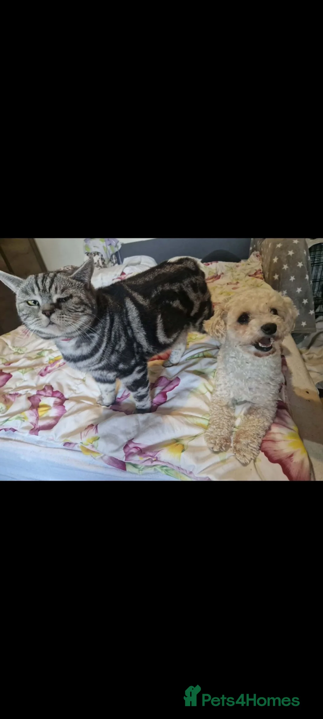 Bichon Frise dogs for adoption: Hope 3kg female  in Chelmsford - Advert 2