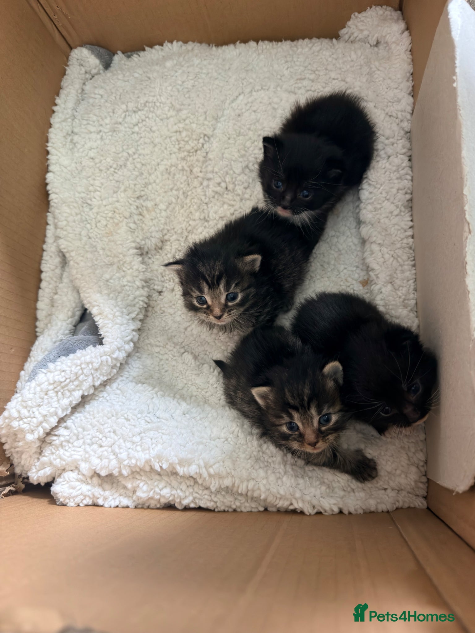 Maine Coon cats Maine coon x Bombay x Tabby - Advert 13