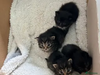 Maine Coon cats Maine coon x Bombay x Tabby - Advert 13