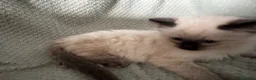 Ragdoll cats for sale: Beautiful pure ragdolls  - Advert 16