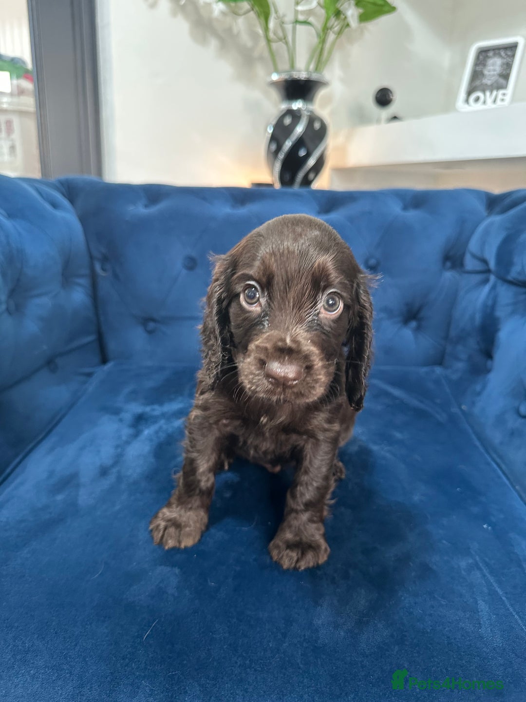 Cocker Spaniel dogs for sale: Beautiful litter of cocker spaniel pups 4 left  - Image 25