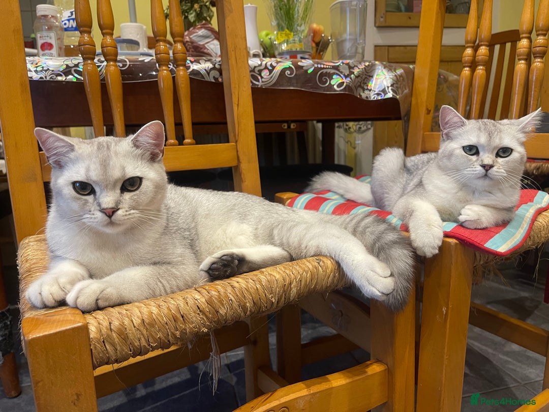 Scottish Fold cats for sale: Scottish fold - Image 10