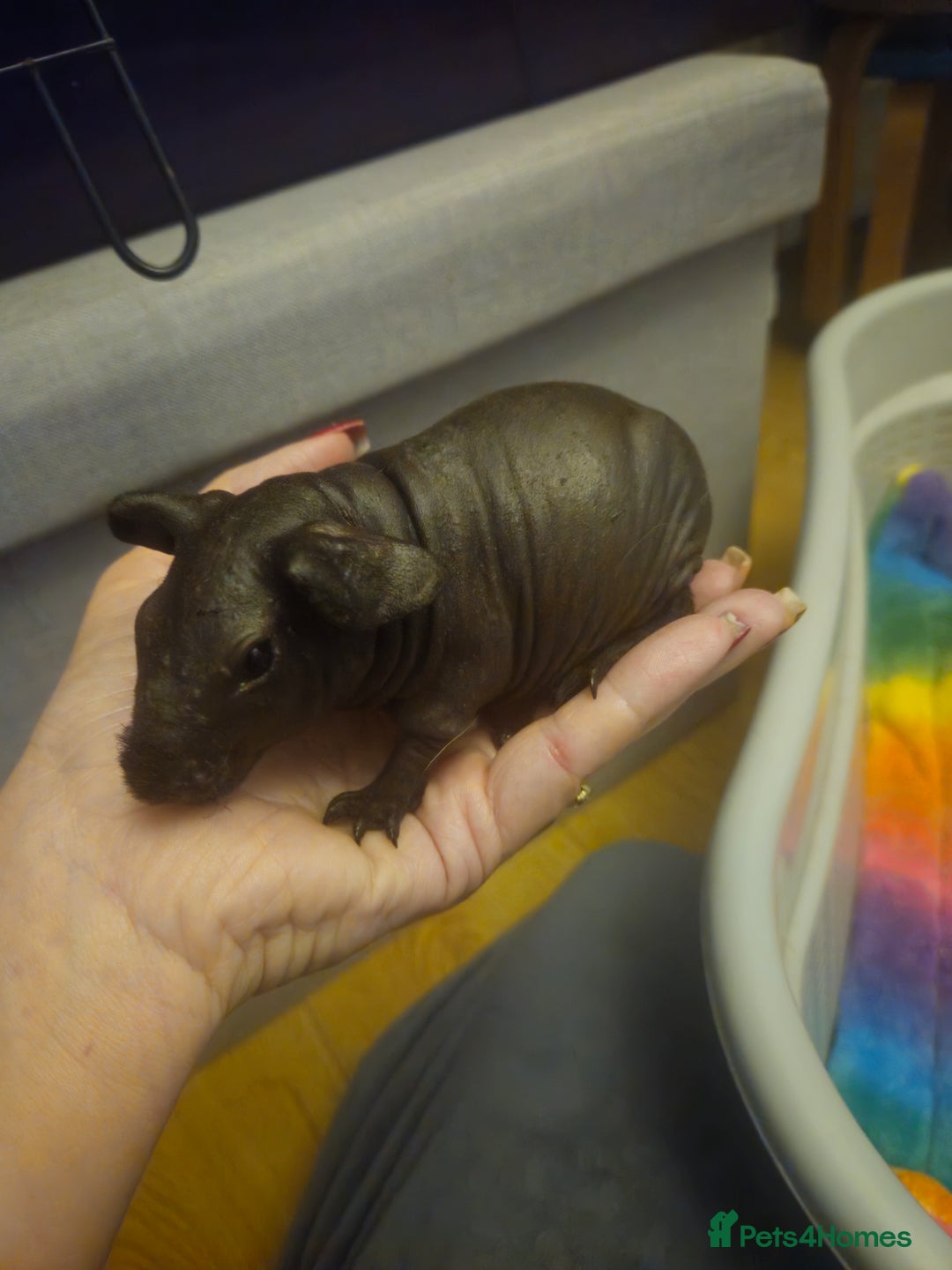 Guinea Pig rodents for sale: Mix of guinea pigs for sale  in Blackpool - Image 3