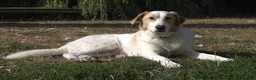 Mixed Breed dogs for adoption: 💙 Asher is Looking for love 🩵 🐾 - Advert 4