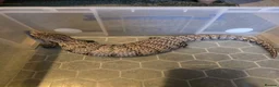 Skink reptiles for sale: Blue Tongued Skink (Meruake) in Coalville - Advert 5