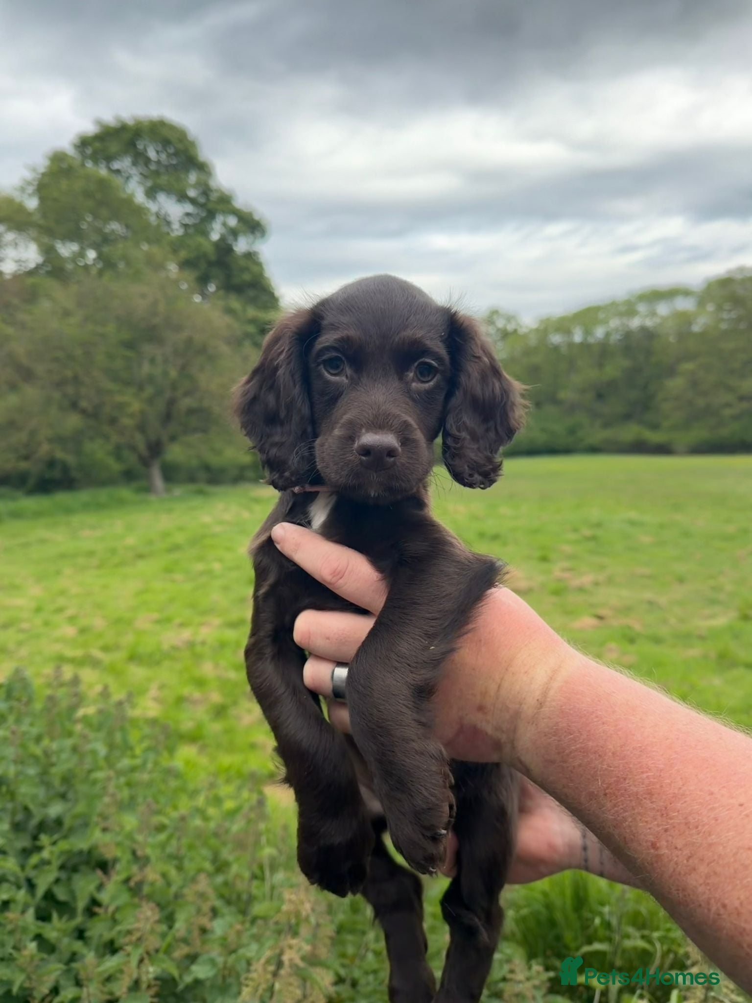 Sprocker dogs 5* F1 Sprocker Puppies - Advert 6