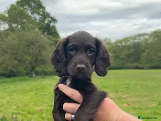 Sprocker dogs 5* F1 Sprocker Puppies - Advert 9