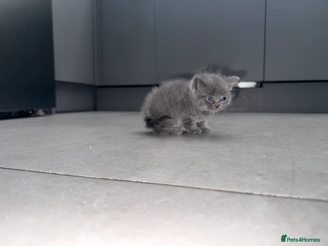 British Shorthair cats for sale: 4 British short hairs kittens  - Advert 11