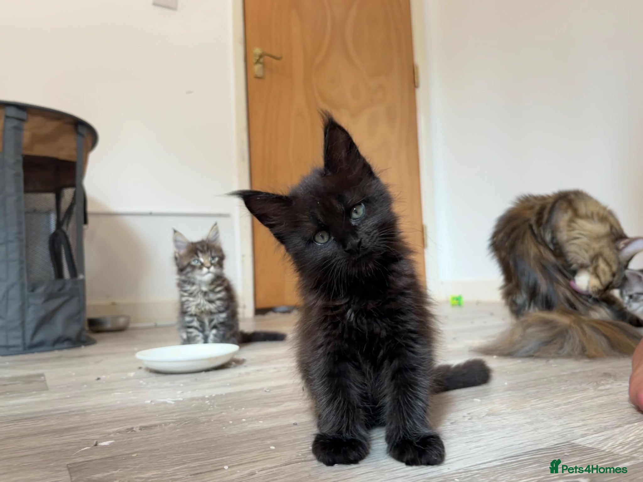 Maine Coon cats Now 2 TICA Registered Mainecoon kittens  - Advert 11