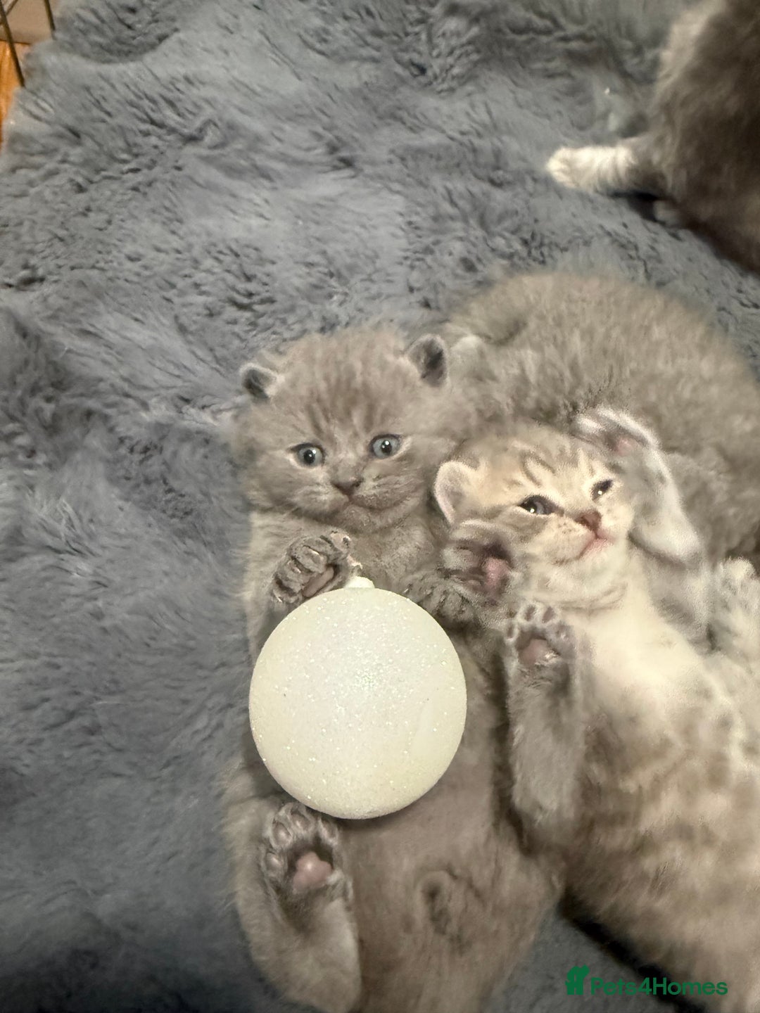 Scottish Fold cats for sale: Scottish fold kittens  - Advert 16