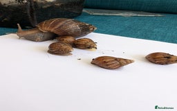 Snails invertebrates for sale: Baby African Land Snails - Image 8