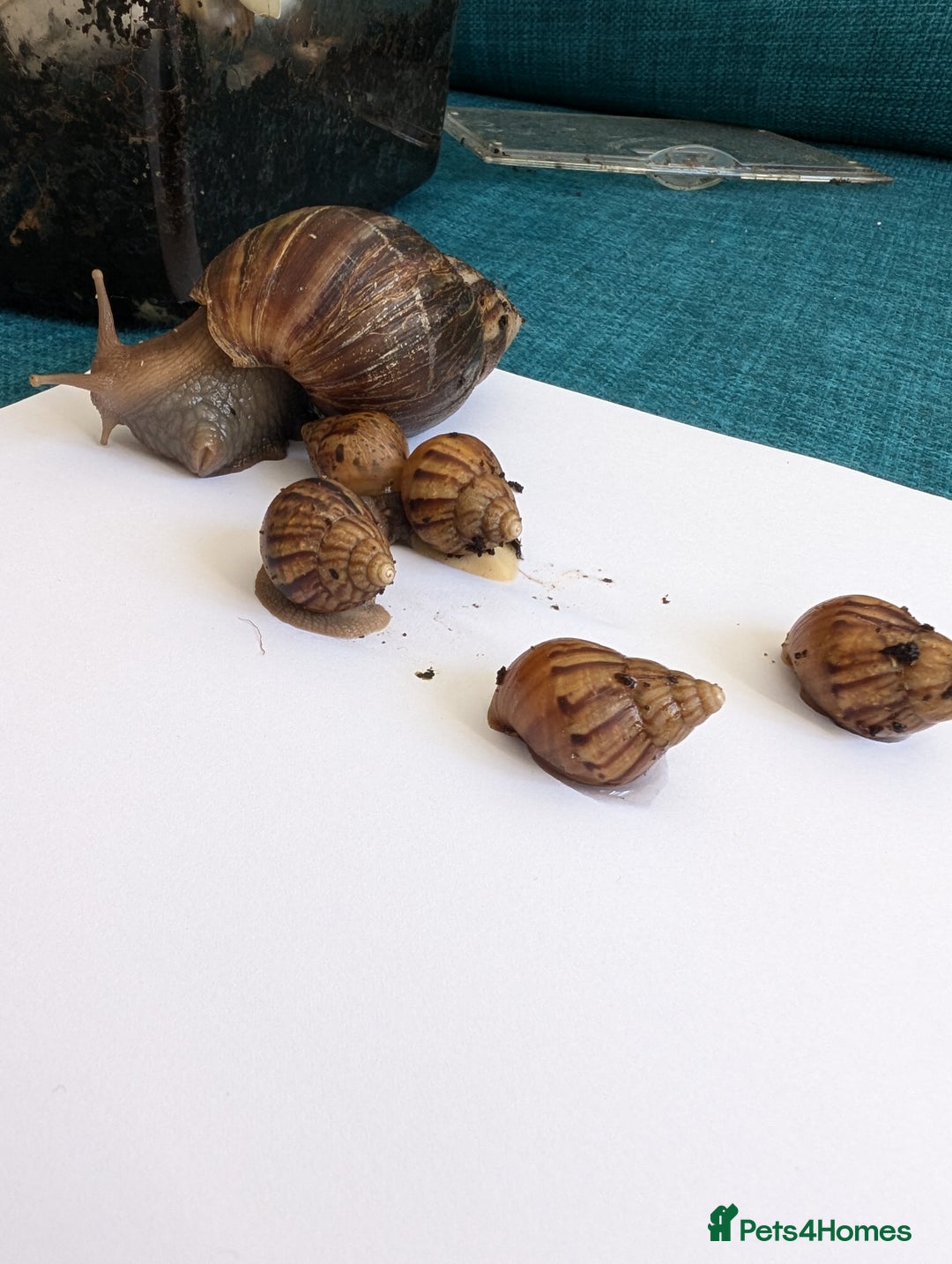 Snails invertebrates for sale: Baby African Land Snails - Image 8