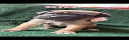 Cane Corso dogs for sale: BEAUTIFUL CANE CORSO puppies. PROTECTION+FAMILY - Advert 9