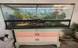 Gecko reptiles for sale: Crested Gecko + Vivarium Full set up  - Image 2