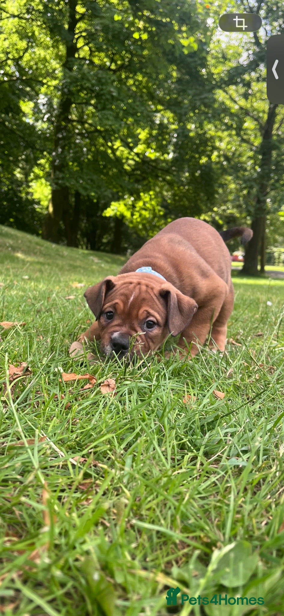 Olde English Bulldogge dogs OLDE ENGLISH BULLDOGGE PUP READY TO GO  - Advert 5