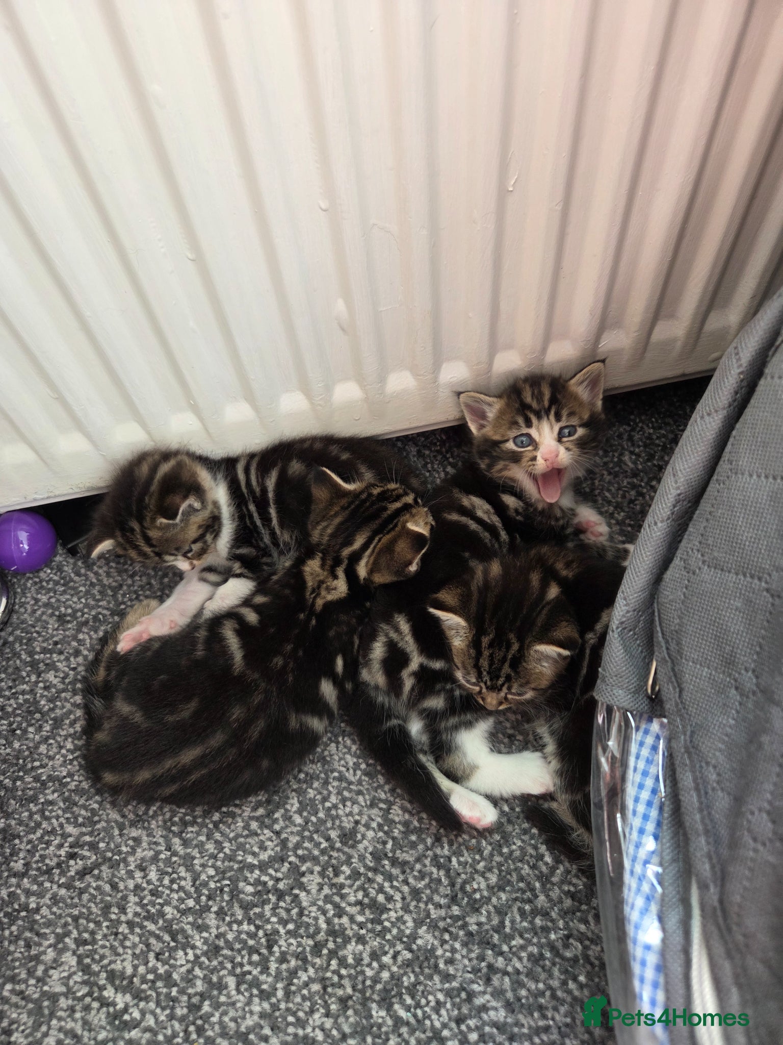 Mixed Breed cats 3 beautiful kittens  - Advert 18