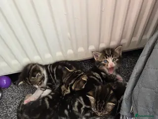 Mixed Breed cats 3 beautiful kittens - Advert 18