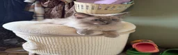 Ragdoll cats for sale: Tica Registered Mink Ragdolls - Advert 5