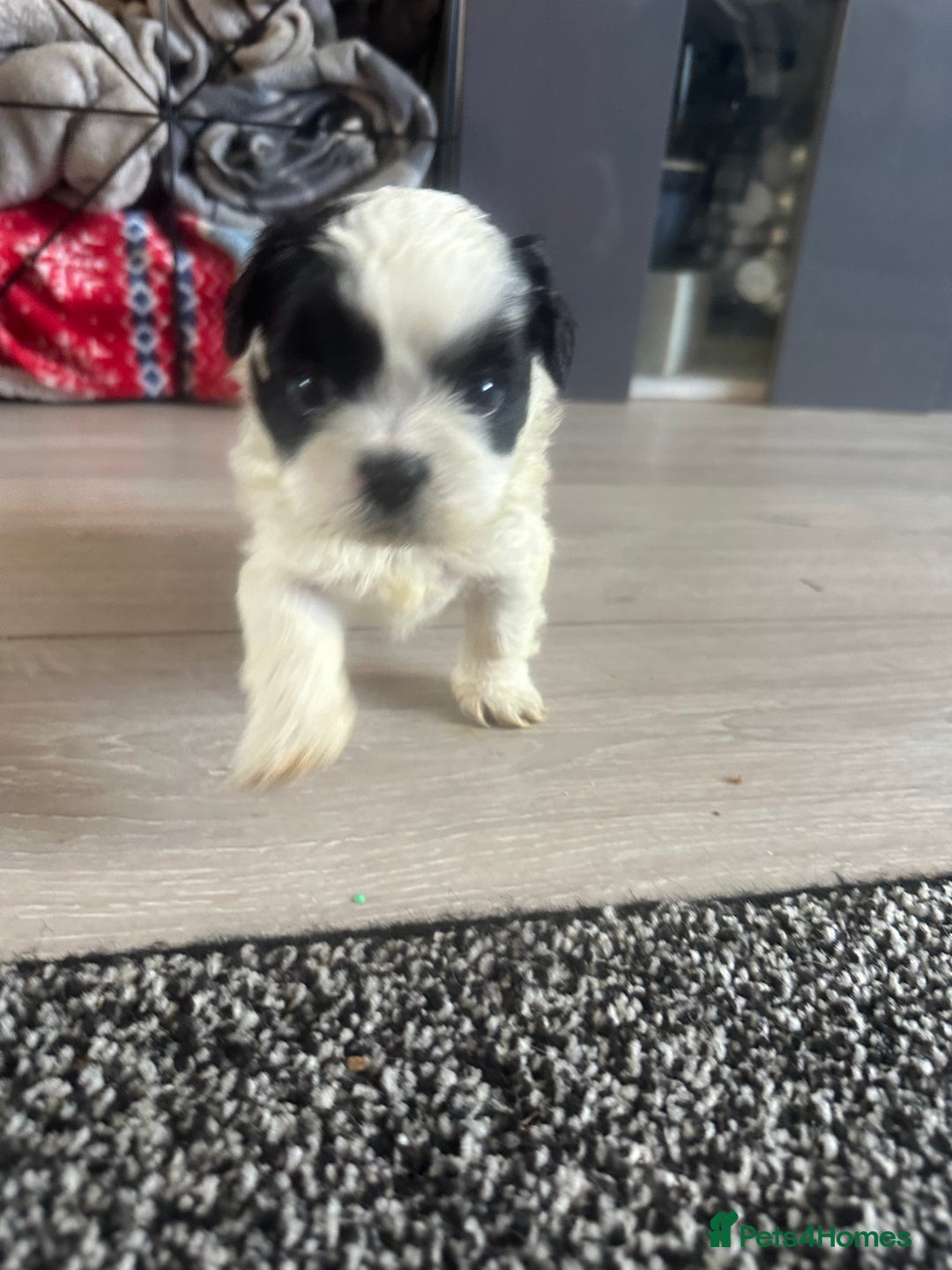 Shihpoo dogs for sale: Beautiful shihpoo puppies for sale - Advert 8