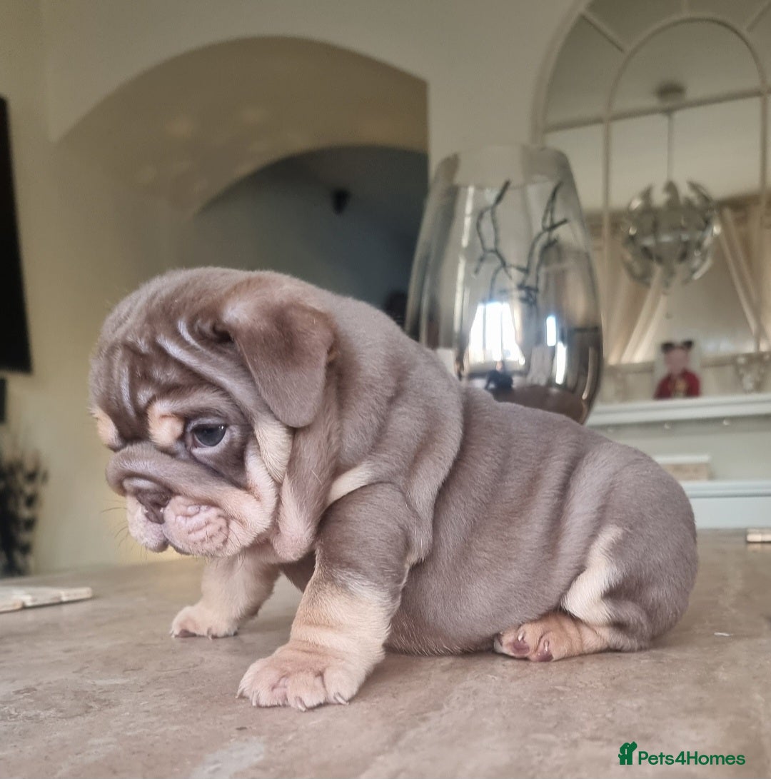 English Bulldog dogs for sale: Beautiful bulldog puppies - Advert 2