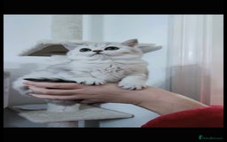 British Shorthair cats for sale: Pedigree British Short-hair kittens  - Image 14