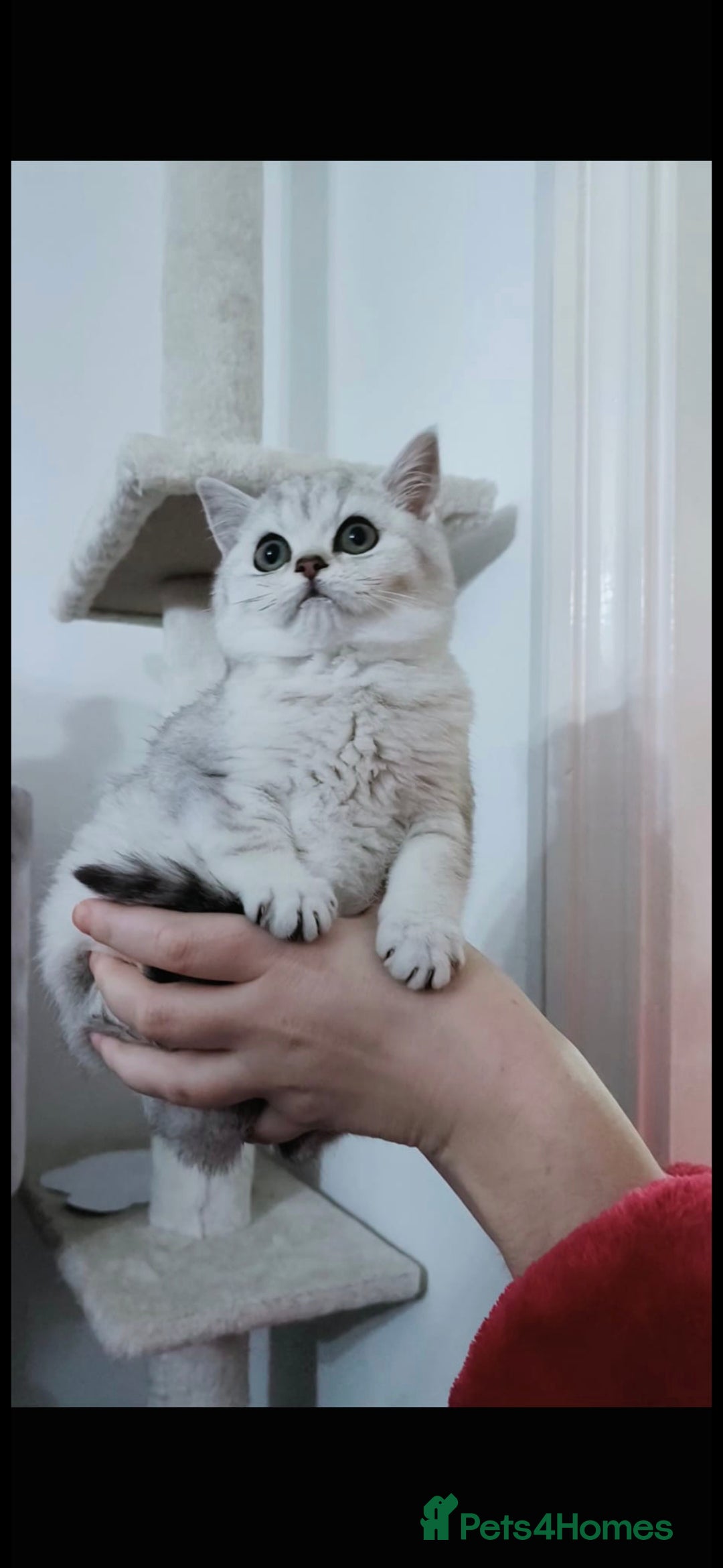 British Shorthair cats for sale: Pedigree British Short-hair kittens  - Image 14