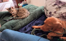 Bengal cats for sale: Hugs and Chen - Image 4