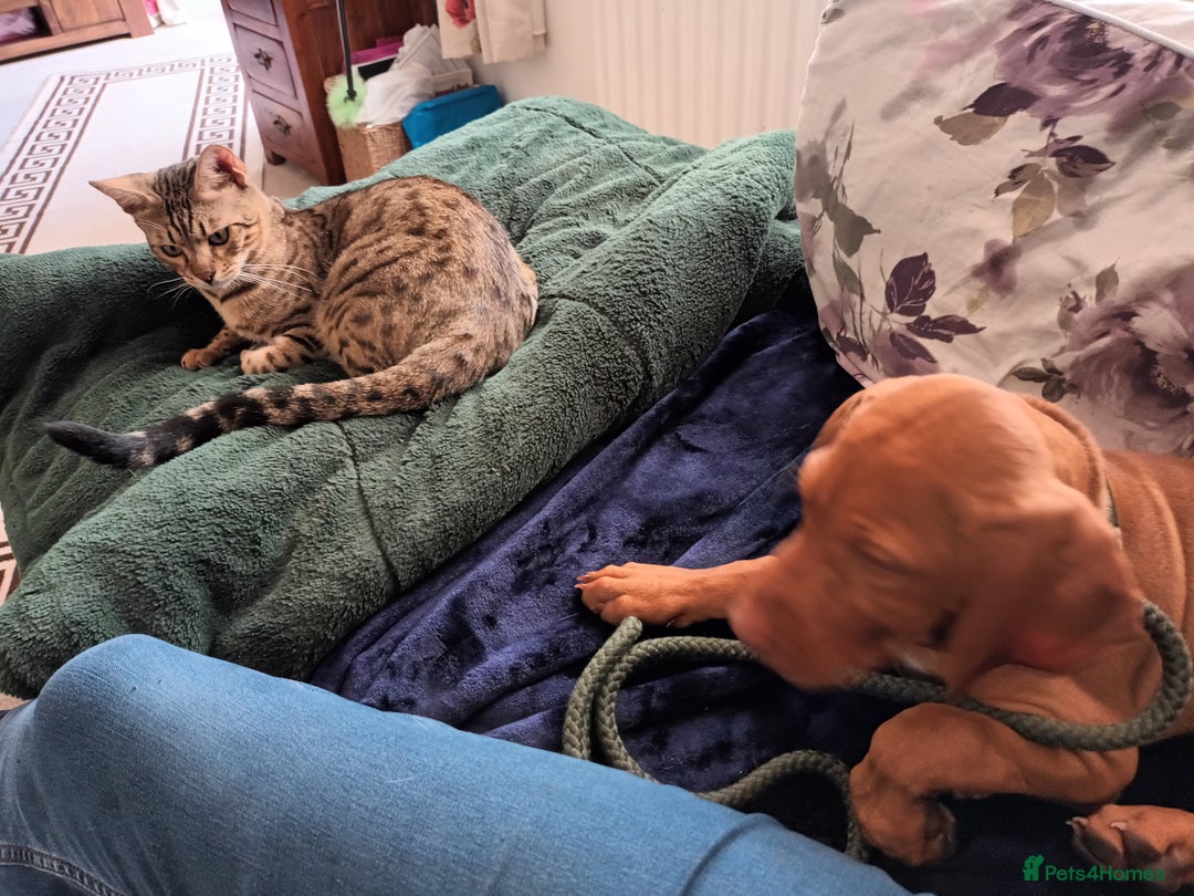 Bengal cats for sale: Hugs and Chen - Image 4