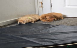 Labrador Retriever dogs for sale: Stunning Labrador Puppies 🥰 - Image 2
