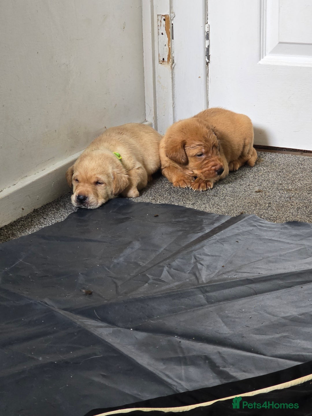 Labrador Retriever dogs for sale: Stunning Labrador Puppies 🥰 - Image 2