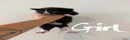 Mixed Breed cats for sale: Gorgeous Black & White Kittens – Boys & Girls - Advert 32