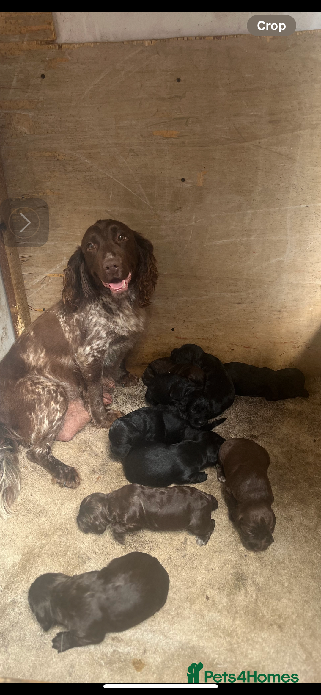 Cocker Spaniel dogs for sale: 9 beautiful cocker spaniel puppies - Image 12