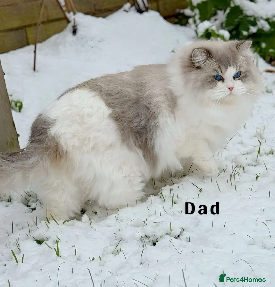 Ragdoll cats for sale: Show quality Ragdoll kittens  - Advert 2