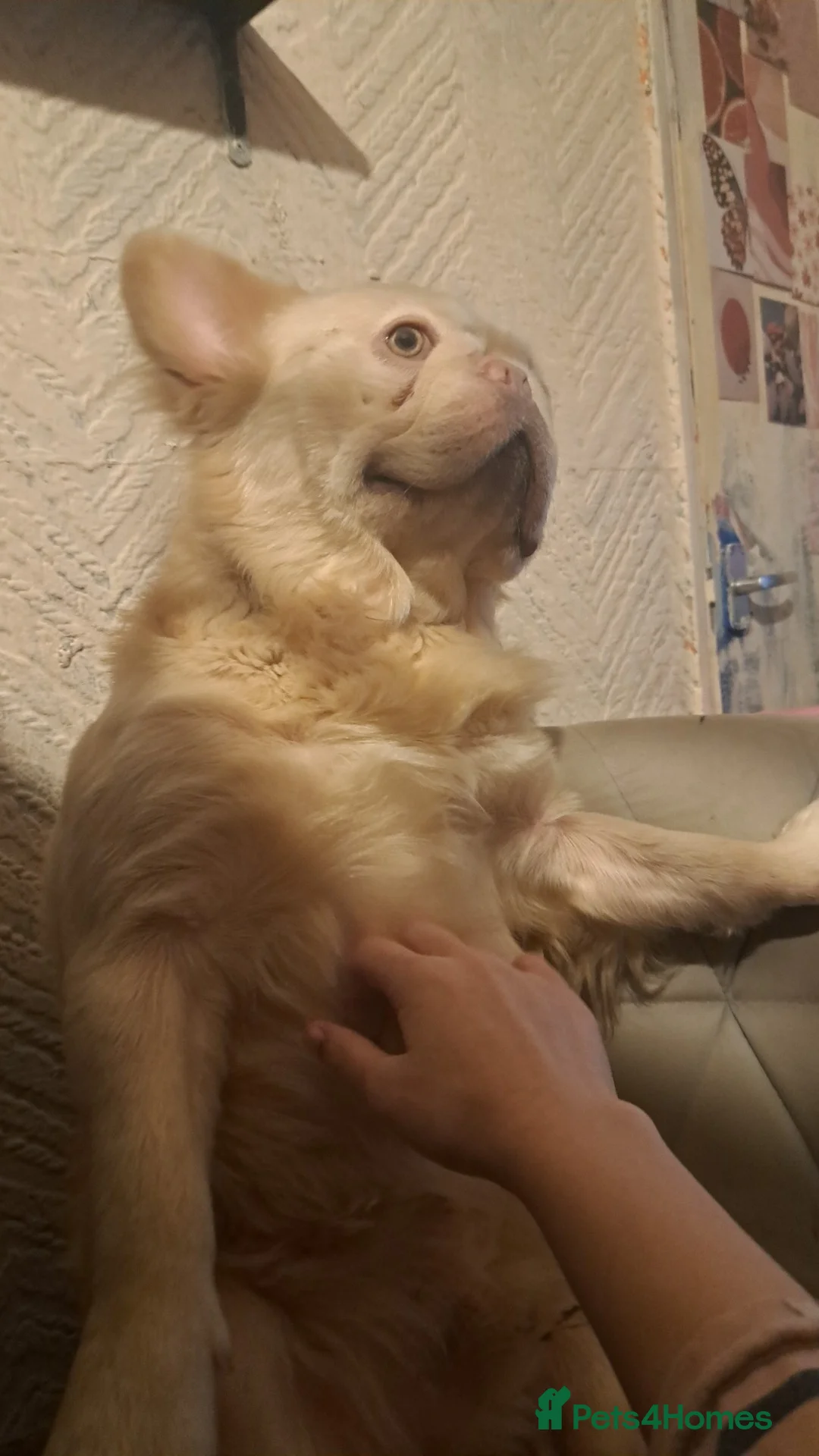 French Bulldog dogs for sale: French Bulldog, Platinum - Advert 2