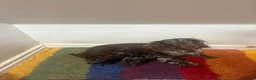Miniature Dachshund dogs for sale: Miniature Long Haired Daschunds - Advert 21