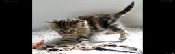 Mixed Breed cats for sale: Adorable Ragdoll x Maine Coon mix kittens  - Advert 13