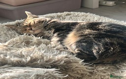 Domestic Shorthair cats for sale: Sweetest tabby available m - Image 2