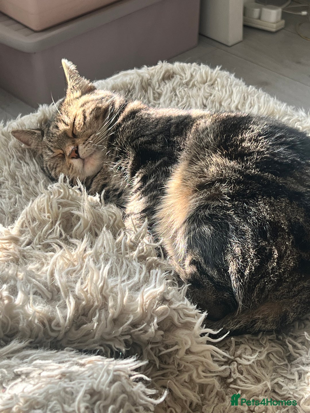 Domestic Shorthair cats for sale: Sweetest tabby available m - Image 2