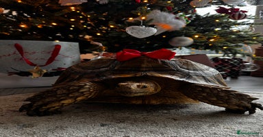 Tortoise reptiles - Advert 7