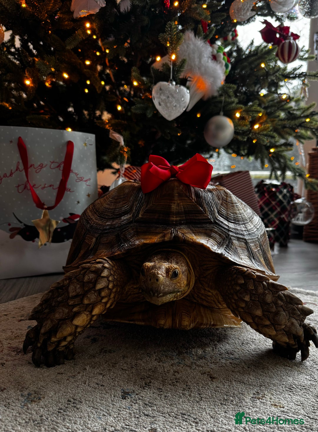 Tortoise reptiles for sale: Giant Sulcata Tortoise - Image 3