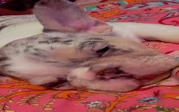 French Bulldog dogs for sale: French bulldog **  - Image 4